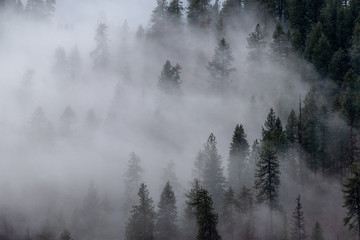 forest in the fog - 3 of 3