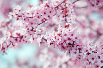 Colorful blooming cherry tree branch. Cherry orchard