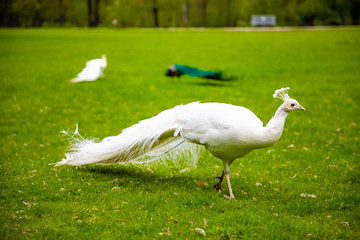 Peacocks on territory of medieval castle Blatna in spring time, Czech Republic