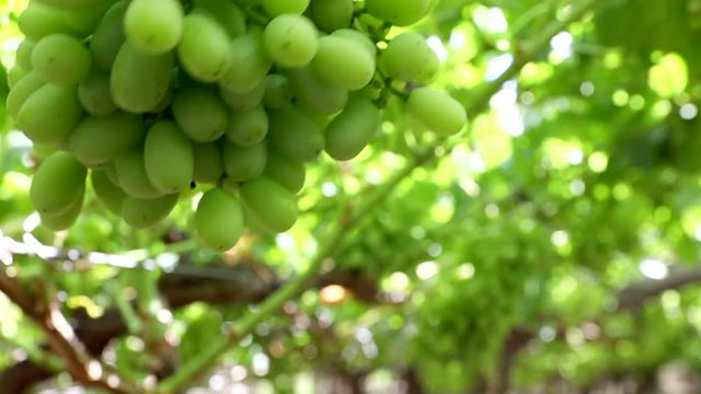 Close up footage of table grapes in a vineyard in south africa