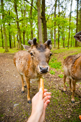 The hands of a young girl feed by an carrota deer in the beautiful park of the Blatna castle, Czech Republic