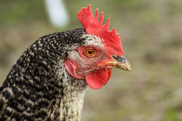 portrait of a chiken, chicken