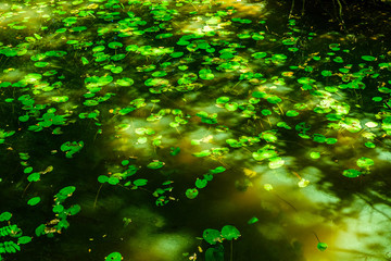 Water lily pads on a surface of the lake in forest