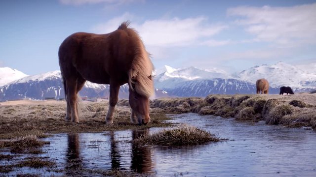 Icelandic Horses grazing on a mossy pasture in the mountains. Horse reflection on a frozen rivers urface. Farm animals on a ranch.