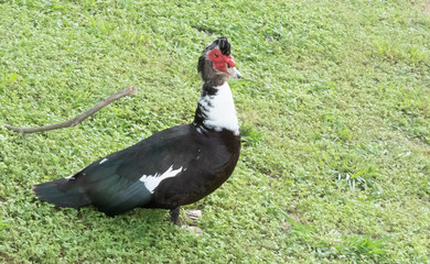 duck on grass