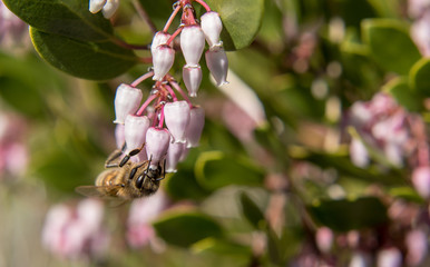 honey bee on manzanita
