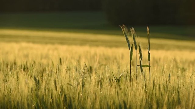 kłosy żyta kołyszące się na wietrze na tle ogromnego zielonego pola