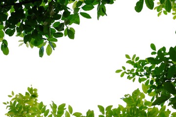 Tropical tree leaves on white isolated background for green foliage backdrop 