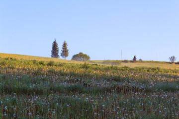 Two trees in the middle of the field