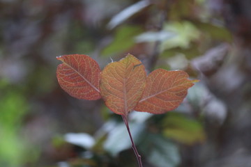 Fir tree brunch close up. Shallow focus. Fluffy fir tree brunch close up. Wallpaper concept. Copy space.