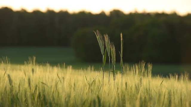kłosy żyta kołyszące się na wietrze na tle ogromnego zielonego pola