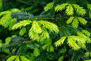 Soft close-up of beautiful bright young needles on dark green branches of coniferous tree fir Abies nordmanniana, Caucasian Fir or Christmas tree in natural day light. Nature concept for design