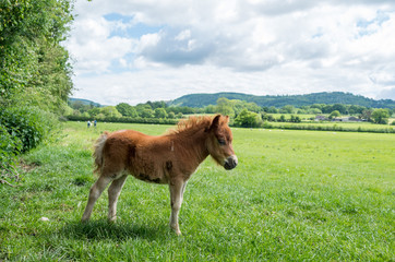 pony on a pasture