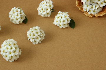 Waffle cone with white flowers on paper background
