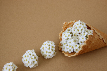 Waffle cone with white flowers on paper background