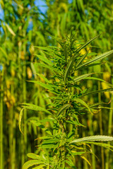 Closeup of green medical cannabis plant