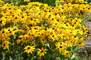  flower, yellow, nature, field, flowers, spring, summer, green, garden, blossom, meadow, beauty, beautiful, flowering, bright, floral, flora, petal, grass, agriculture, plants