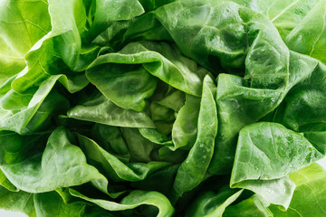 close up view of raw natural wet green lettuce leaves with water drops