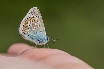 Close up image of little blue butterfly with orange, brown, white and blue colors and black spots sitting on palm. Blurry green background.