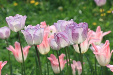 Fototapeta na wymiar Spring beautiful tulips, shining through the rays of the sun on a green background