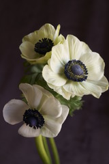 Beautiful flowers - Anemone coronaria  (Poppy Anemone)