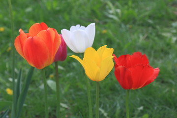 Spring tulips bright colors on a green background