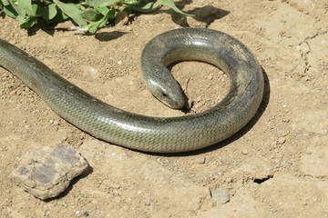 Slow worm (anguis fragilis) on ground, closeup