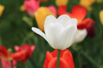 White beautiful spring tulip against the background of other tulips in bright colors