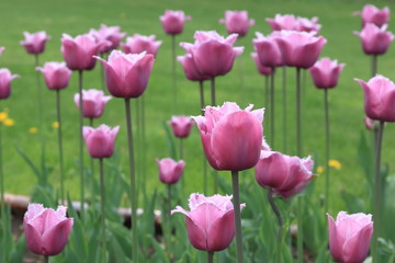 Fototapeta premium Delicate spring tulips pink color on a green background