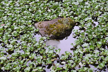 Water hyacinth (Eichhornia crassipes) growing in the pond.
