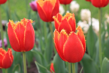 Fototapeta premium Bright red and yellow spring tulips on a colorful background.