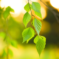 Young birch leaves on the branches in the garden at sunset.