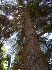 Obraz premium tree in park in Crimea