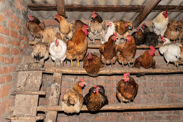 Hens in the hen house, household. Life in the village