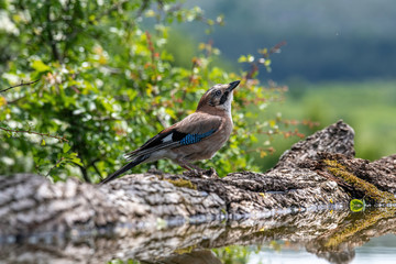 Closeup of Eurasian Jay- Garrulus glandarius in its natural habitat