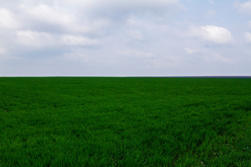 Field. Green field. Plowed field. Sowed field.