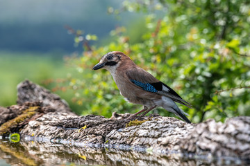 Closeup of Eurasian Jay- Garrulus glandarius in its natural habitat