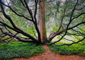 Weird Tree Trunk with Octopus Like Tentacles