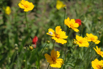 Obraz premium Cosmos sulphureus is also known as sulfur cosmos and yellow cosmos