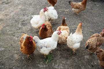 Chickens on back yard. Life of animals