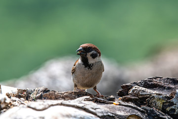 Obraz na płótnie Canvas Eurasian tree sparrow (Passer Montanus) sitting near a small pond in the forest