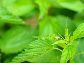 Gentle natural background for wallpaper or postcard with copy space. Green beetles mating in nettle leaf at springtime garden on blurred background. Insects reproduce in wild nature. Selective focus