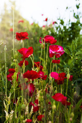 Poppy flowers growing wild in the spring; bunch of red poppies growing in the wild