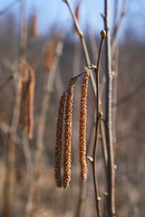 Blossom of hazelnut tree against the blue sky. Flowers on hazelnut branches in spring