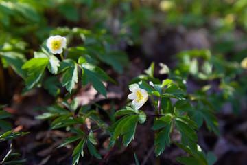 White anemone nemorosa flowers in the forest in a sunny day. Wild anemone, windflowers, thimbleweed.