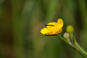 Insect on flower