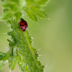 Ladybug
