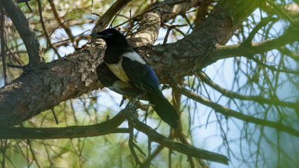 Eurasian Magpie birds of the Corvidae (crow) family