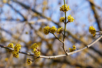 Beautiful twig with bright yellow flowers on blurred natural green background. Soft selective macro focus cornelian cherry blossom (Cornus mas, European cornel, dogwood) in early spring 