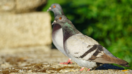 Rock Pigeon Cadiz Spain